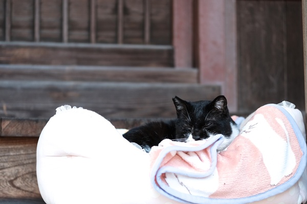 ふわふわ猫ベッド＋猫毛布にくるまって気持ちよさそうにしてる白黒の猫。顔だけ覗かせておりました（2018年3月 富士フイルム X-T2）