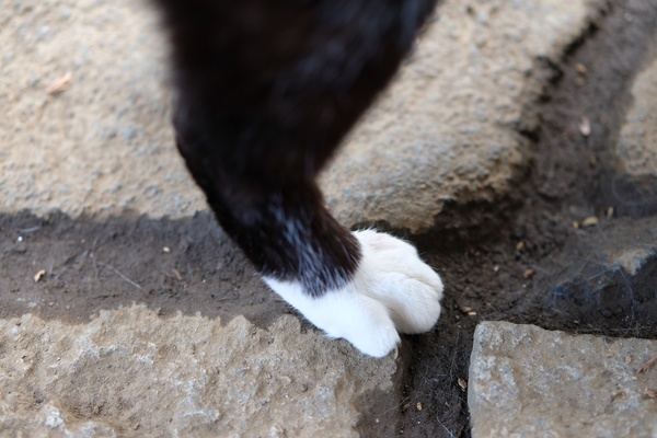 俗称「白靴下」。足先だけが白くて愛らしいのである。歩いてるとこをとっさに撮ってみた（2018年3月 富士フイルム X-T2）