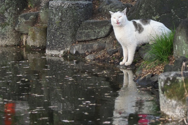 飲み終えて満足した顔。水面に映ってる猫も満足そう。当たり前だけど（2018年4月 オリンパス OM-D E-M1 Mark II）