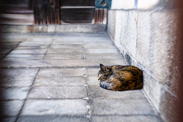 京都のお寺で、人が通らない閉鎖された門の前で寝てた猫（2018年4月 富士フイルム X-T2）