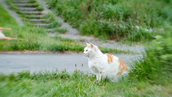 歩いてきたチャシロの猫が遠くの何か（ハトだか）を見つけて、ハンター顔でぴしっと止まったところを狙ってみた。背景のボケや周辺部の集中線っぽい収差がいい感じに（2018年4月 富士フイルム X-T2）