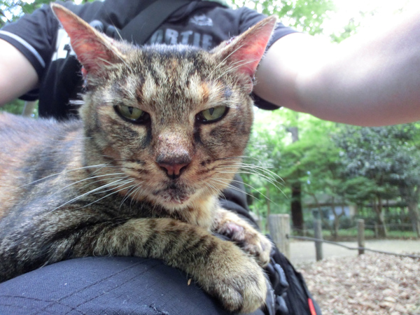 公園にやたら膝に乗る猫がいたので、TR100で猫自撮り。「自撮り」がはやる前の話だ（2011年7月 カシオ EXILIM TR-100）