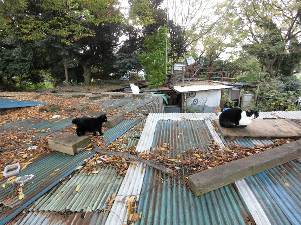 カメラ部が分離してワイヤレスで撮れる自由なカメラFR100のカメラ部を自撮り棒につけ、上に伸ばしてトタン屋根のあばらやの上で遊んでる猫たちを撮ってみた。まさか3匹もいたとは、の図（2015年11月 EXILIM EX-FR100）