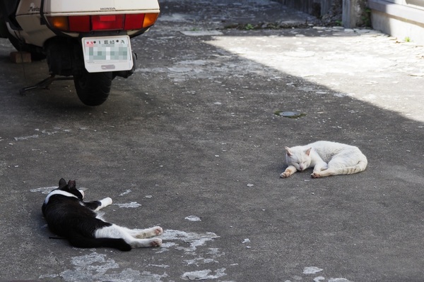 暑い日に遊び疲れたらこうなります。こんな風にへちゃっとしてる猫の姿もまたよし（2018年5月 オリンパス OM-D E-M1 Mark II）