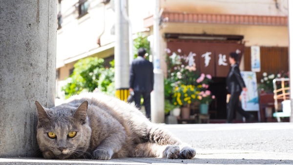 電柱の影に入ってへちゃっとつぶれてるきれいなグレーの猫。よい目付きをしております。後ろに見えるお店が「かんざき食堂」（2018年5月 オリンパス OM-D E-M1 Mark II）