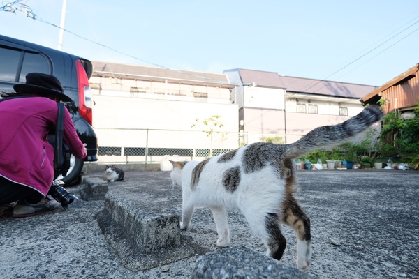 歩いて行く姿を超広角で。しっぽをよく見ると、尾曲がりっぽい。さすが長崎の猫（2018年5月 富士フイルム X-T2）