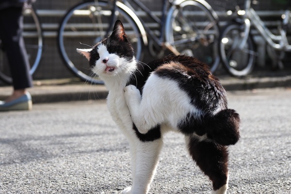歩きながらぼりぼり。都心の住宅街の路上でしゃがんで写真を撮ってても、猫好きの地元の人が横にいればあまり不審じゃないのである（2018年6月 オリンパス OM-D E-M1 Mark II）