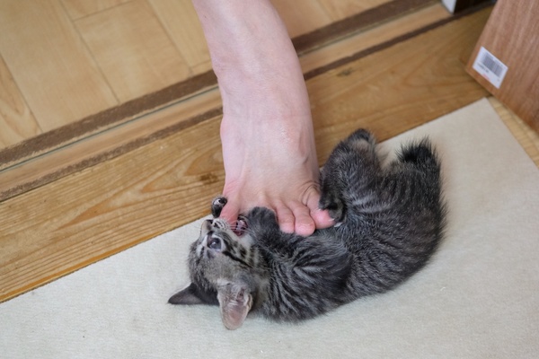 子猫は足の指にまとわりつくのが好き（2018年6月 オリンパス OM-D E-M1 Mark II）