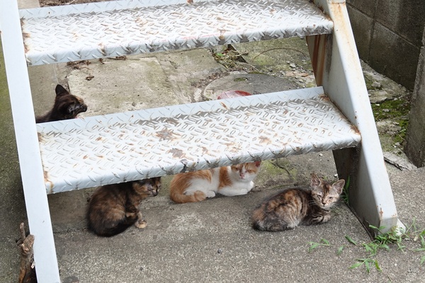 ぶらぶら歩いてたら偶然見つけたアパート階段下の子猫4匹。どんな事情かわからないけれども、無事生き延びられるのか誰かに引き取られるのかちょっと気になる光景です（2018年6月 ソニー Cyber-shot DSC-RX100M6）