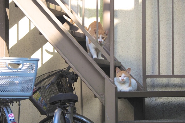 暑かったので日差しを避けて階段猫。模様が似てるので兄弟かも。平日の午後のアパートは猫にとってかっこうのくつろぎ場なのだ（2018年6月 オリンパス OM-D E-M1 Mark II）