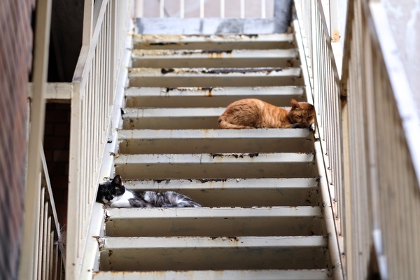 昭和っぽいマンションのさびかけた外階段。階段の両脇をそれぞれ枕にして猫がお昼寝中の図。気持ちよさそう（2016年10月 富士フイルム X-T2）