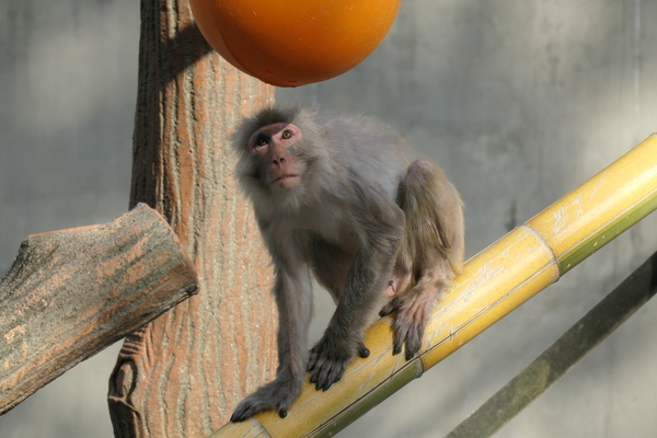 TX2の連写で撮った猿。オレンジ色のボールに何か食べ物が入っているらしい。目がボールに開いた穴を見つめる瞬間をセレクト（360mm相当 1/200秒 F6.4 ISO 200）
