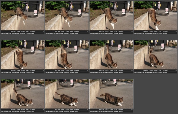 猫が飛び降りる瞬間をAF追従連写で撮ってサムネイルを並べてみた