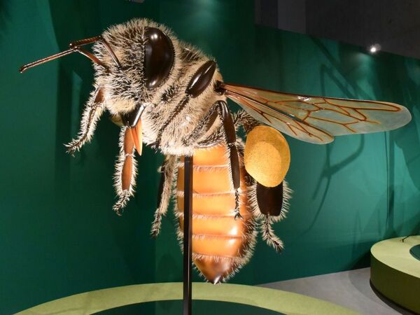 Ascii Jp 昆虫好きも虫嫌いの人も 特別展 昆虫 見所を紹介