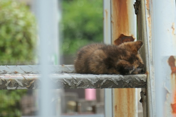 階段の片隅で丸くなって寝てる子猫（2018年6月 パナソニック LUMIX DC-TX2）