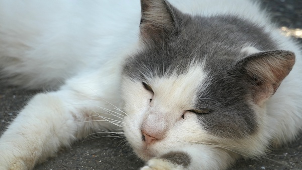 梅雨はどこへ？　という超暑い日。駐車場の片隅でへちゃーとつぶれてた猫の顔を望遠で。目ヤニとかも写っちゃうけど、外猫としてはきれいなグレーのハチワレでありました（2018年6月 パナソニック LUMIX DC-TX2）