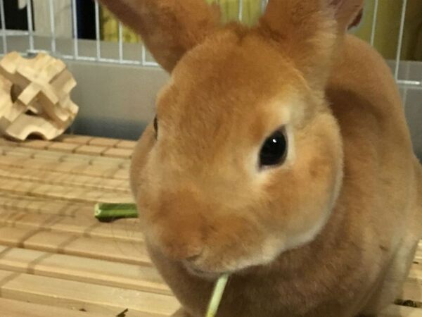Ascii Jp かわいいウサギの飼育グッズを爆買いです 1 2