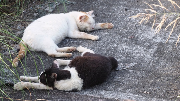 にゃつバテ昼寝の定番ポーズ。日陰でへちゃーっとつぶれてるのが愛らしい。これで黒猫と白猫なら「陰陽」って感じだったのだけど、白っぽい猫と黒っぽい猫ってことでOK（2018年7月 オリンパス OM-D E-M1 Mark II）