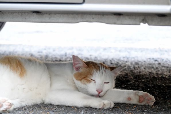 駐車場音片隅でひっそりとつぶれてたにゃつバテ猫。前足を枕にするのがコツ（2018年6月 ソニー Cyber-shot DSC-RX100M6）