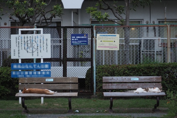 2つ並んだベンチでそれぞれ足を向け合って寝てる猫。明らかにニャツばて寝ですな。日が暮れてきて、ベンチまで出てきたけど、動くにはまだ暑かった……んでしょう（2018年8月 オリンパス OM-D E-M1 Mark II）