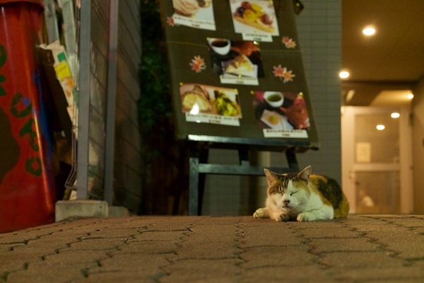 1Fに飲食店が入っているマンションの前でミケのハチワレを発見。くつろいでたので這いつくばって猫目線で狙ってみた。照明の色をちょっと残して夜っぽく（2013年10月 オリンパス OM-D E-M5）