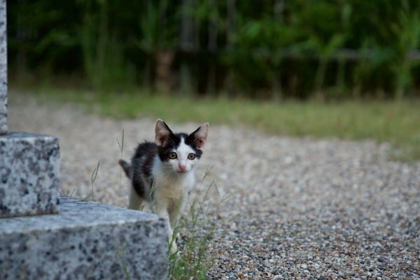 ひょこひょこと歩いてきたハチワレの子猫。8月なので生後数ヵ月というところか。このときは一眼レフでファインダーを覗いて撮ったので文字通り這いつくばってます（2014年8月 ニコン D600）