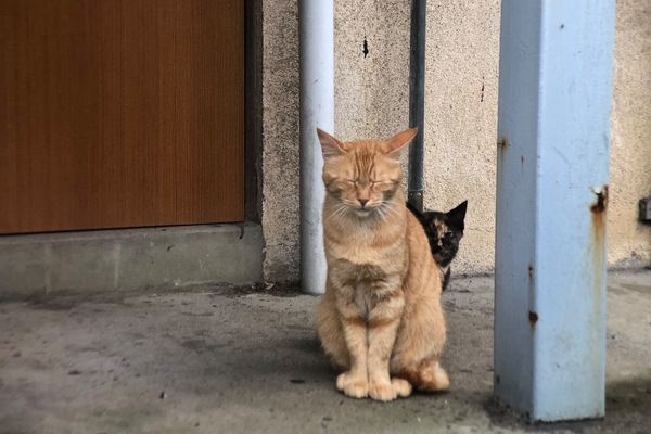 親猫の背中に隠れてひょこっと顔を出しているサビネコ（2018年6月 アップル iPhone X）