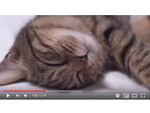 猫に癒される猫動画チャンネル「J-CATS」開設