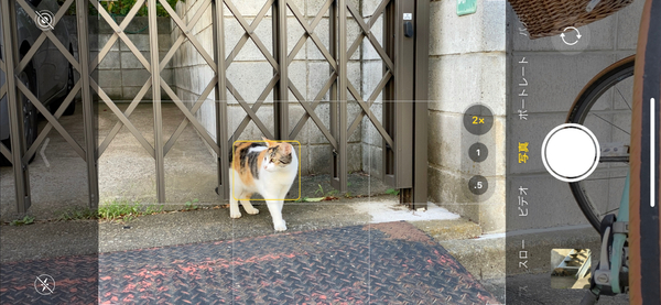 ASCII.jp：iPhone 11 Proは最強の猫撮りスマホかもしれない (1/2)