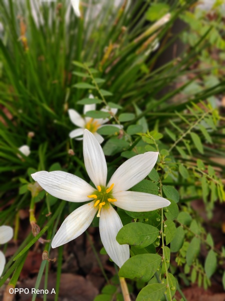 ワンコのすぐ横に咲いていた小さな花をポートレートモードで撮影