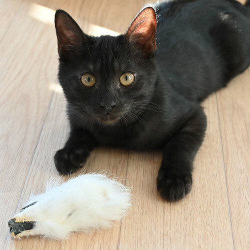 黒猫 黒猫マニアックス (白夜ムック552) | 黒猫愛好会 |本 | 通販 | Amazon