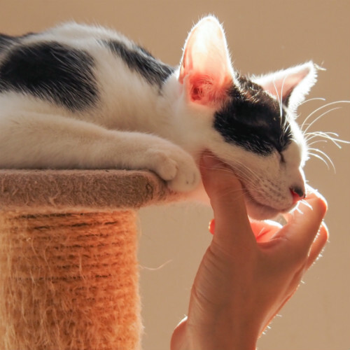 く*猫様 OLYMPUS OM-D E-M5 Mark II レンズ2本付 く*猫様 OLYMPUS OM-D E-M5 Mark II レンズ2本付