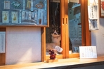 オリンパス「OM-D E-M1 Mark II」で窓辺の猫を撮る！