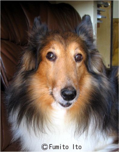 【手順1】きてれつキューブにする写真を撮影