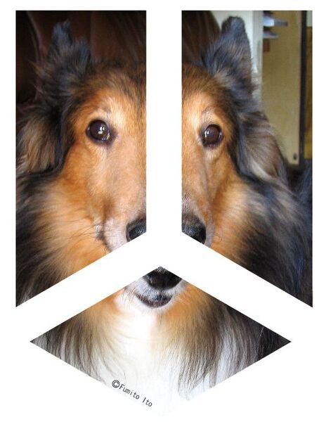 【手順3】写真を貼り付けて分割する