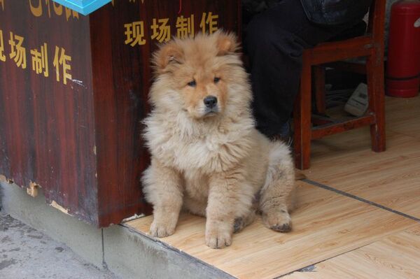 ライオンみたいな犬