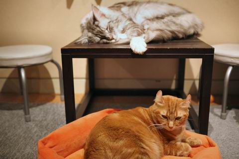 【アキバ食い倒れ部2010】ねこ・JaLaLa