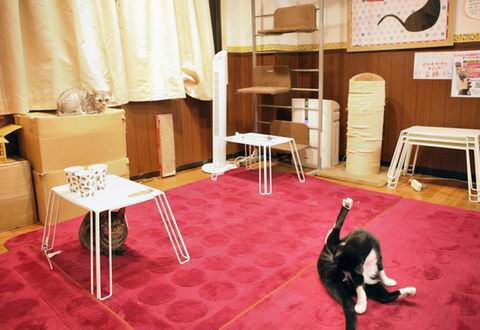 【アキバ食い倒れ部2010】にゃんころ