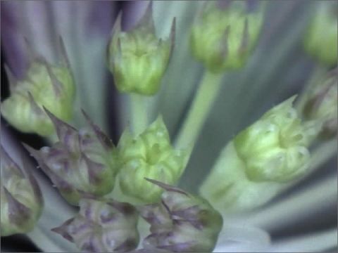 生物ってディテールがすごいよね