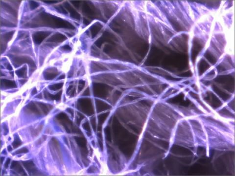 菌みたいでリアルもやしもんの世界