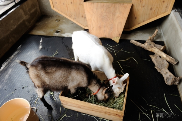 アイドリング!!!の遠藤舞と横山ルリカが日本HPのショートドラマに挑戦!!：黒い山羊の方が動画に登場