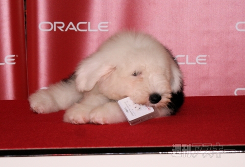 日本オラクルの4代目社員犬が誕生