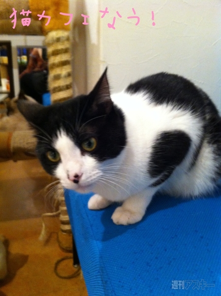 手書き風カメラ