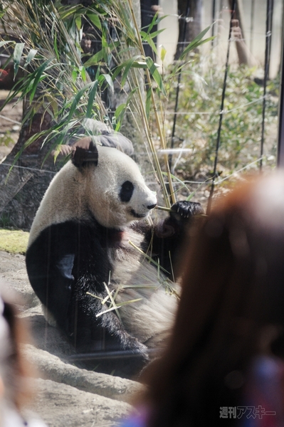 上野でパンダ公開！！