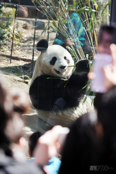 上野でパンダ公開！！