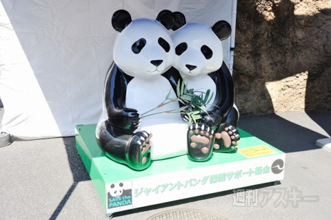 上野でパンダ公開！！