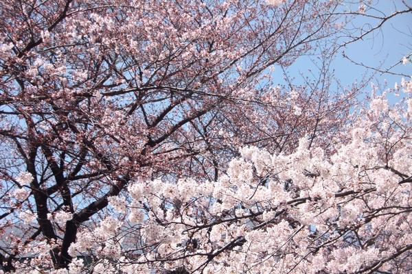 世界初のスーパーハイビジョン液晶ディスプレー