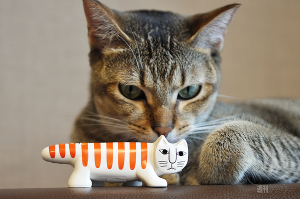 ネコノデジタルカメラ