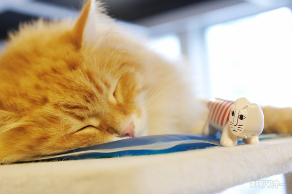 ネコノデジタルカメラ