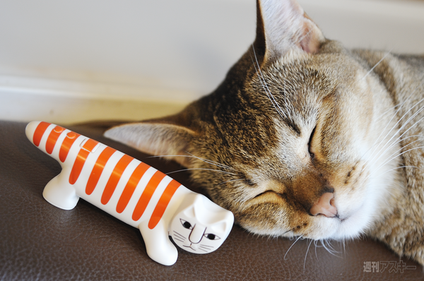 ネコノデジタルカメラ